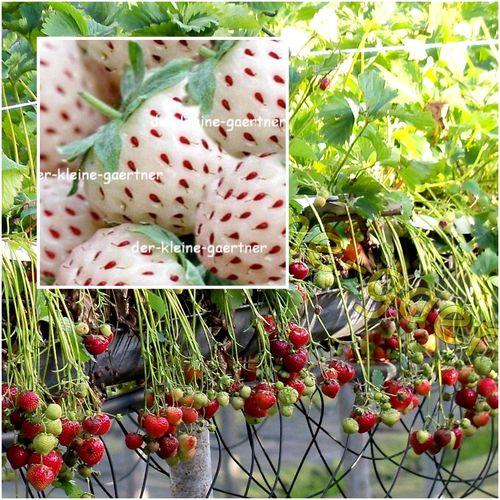 Erdbeer Mix rot & weiß Monatserdbeeren winterhart 50 Samen