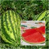 Riesen-Wassermelone bis zu 14 Kg süß & saftig 10 Samen
