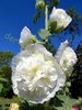 Weiße Stockrose mit gefüllten Blüten 30 Samen