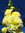 Gelbe Stockrose mit gefüllten Blüten 30 Samen