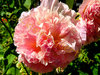 Rosa Stockrose mit gefüllten Blüten 30 Samen