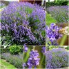 500 Samen Lavendel für Kräuter der Provence uvm.