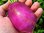 Violettes Riesenbutter Radieschen zart & lecker 50 Samen