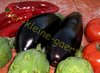 Aubergine Eierfrucht Sorte Black Beauty 60 Samen